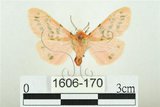 中文名:三條橙燈蛾(1606-170)學名:Lemyra alikangensis (Strand, 1915)(1606-170)