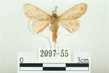 中文名:三條橙燈蛾(2097-55)學名:Lemyra alikangensis (Strand, 1915)(2097-55)