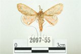 中文名:三條橙燈蛾(2097-55)學名:Lemyra alikangensis (Strand, 1915)(2097-55)