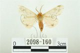 中文名:三條橙燈蛾(2098-160)學名:Lemyra alikangensis (Strand, 1915)(2098-160)