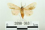 中文名:三條橙燈蛾(2098-363)學名:Lemyra alikangensis (Strand, 1915)(2098-363)