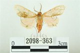 中文名:三條橙燈蛾(2098-363)學名:Lemyra alikangensis (Strand, 1915)(2098-363)