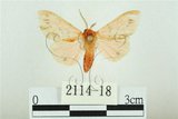 中文名:三條橙燈蛾(2114-18)學名:Lemyra alikangensis (Strand, 1915)(2114-18)