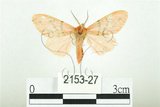 中文名:三條橙燈蛾(2153-27)學名:Lemyra alikangensis (Strand, 1915)(2153-27)