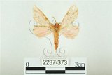 中文名:三條橙燈蛾(2237-373)學名:Lemyra alikangensis (Strand, 1915)(2237-373)