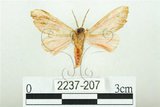 中文名:三條橙燈蛾(2237-207)學名:Lemyra alikangensis (Strand, 1915)(2237-207)