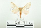 中文名:三條橙燈蛾(2237-177)學名:Lemyra alikangensis (Strand, 1915)(2237-177)