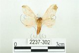 中文名:三條橙燈蛾(2237-302)學名:Lemyra alikangensis (Strand, 1915)(2237-302)