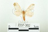 中文名:三條橙燈蛾(2237-302)學名:Lemyra alikangensis (Strand, 1915)(2237-302)
