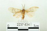 中文名:三條橙燈蛾(2237-834)學名:Lemyra alikangensis (Strand, 1915)(2237-834)