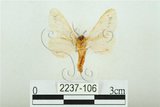 中文名:三條橙燈蛾(2237-106)學名:Lemyra alikangensis (Strand, 1915)(2237-106)