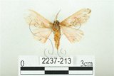 中文名:三條橙燈蛾(2237-213)學名:Lemyra alikangensis (Strand, 1915)(2237-213)