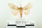 中文名:三條橙燈蛾(2237-213)學名:Lemyra alikangensis (Strand, 1915)(2237-213)