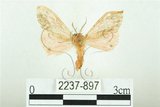 中文名:三條橙燈蛾(2237-897)學名:Lemyra alikangensis (Strand, 1915)(2237-897)
