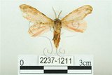 中文名:三條橙燈蛾(2237-1211)學名:Lemyra alikangensis (Strand, 1915)(2237-1211)