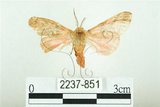 中文名:三條橙燈蛾(2237-851)學名:Lemyra alikangensis (Strand, 1915)(2237-851)