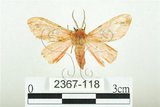 中文名:三條橙燈蛾(2367-118)學名:Lemyra alikangensis (Strand, 1915)(2367-118)