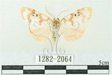 中文名:台雪苔蛾(1282-2064)學名:Cyana formosana (Hampson, 1909)(1282-2064)