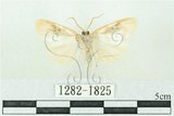 中文名:台雪苔蛾(1282-1825)學名:Cyana formosana (Hampson, 1909)(1282-1825)