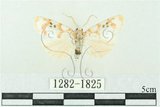 中文名:台雪苔蛾(1282-1825)學名:Cyana formosana (Hampson, 1909)(1282-1825)