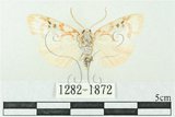 中文名:台雪苔蛾(1282-1872)學名:Cyana formosana (Hampson, 1909)(1282-1872)