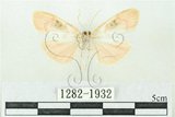 中文名:台雪苔蛾(1282-1932)學名:Cyana formosana (Hampson, 1909)(1282-1932)