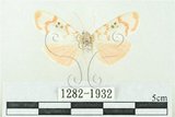 中文名:台雪苔蛾(1282-1932)學名:Cyana formosana (Hampson, 1909)(1282-1932)