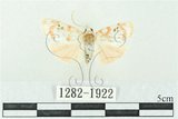 中文名:台雪苔蛾(1282-1922)學名:Cyana formosana (Hampson, 1909)(1282-1922)