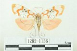 中文名:台雪苔蛾(1282-1136)學名:Cyana formosana (Hampson, 1909)(1282-1136)