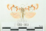 中文名:台雪苔蛾(1282-1851)學名:Cyana formosana (Hampson, 1909)(1282-1851)