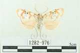 中文名:台雪苔蛾(1282-976)學名:Cyana formosana (Hampson, 1909)(1282-976)