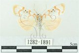 中文名:台雪苔蛾(1282-1891)學名:Cyana formosana (Hampson, 1909)(1282-1891)