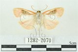 中文名:台雪苔蛾(1282-2070)學名:Cyana formosana (Hampson, 1909)(1282-2070)