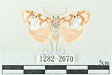 中文名:台雪苔蛾(1282-2070)學名:Cyana formosana (Hampson, 1909)(1282-2070)