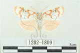 中文名:台雪苔蛾(1282-1809)學名:Cyana formosana (Hampson, 1909)(1282-1809)