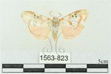 中文名:台雪苔蛾(1563-823)學名:Cyana formosana (Hampson, 1909)(1563-823)