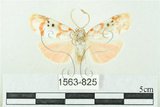 中文名:台雪苔蛾(1563-825)學名:Cyana formosana (Hampson, 1909)(1563-825)