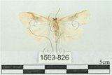 中文名:台雪苔蛾(1563-826)學名:Cyana formosana (Hampson, 1909)(1563-826)