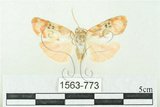 中文名:台雪苔蛾(1563-773)學名:Cyana formosana (Hampson, 1909)(1563-773)