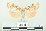 中文名:台雪苔蛾(1661-92)學名:Cyana formosana (Hampson, 1909)(1661-92)