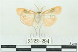 中文名:台雪苔蛾(2122-294)學名:Cyana formosana (Hampson, 1909)(2122-294)