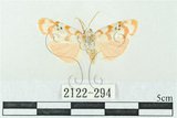 中文名:台雪苔蛾(2122-294)學名:Cyana formosana (Hampson, 1909)(2122-294)