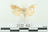 中文名:台雪苔蛾(2122-463)學名:Cyana formosana (Hampson, 1909)(2122-463)