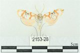 中文名:台雪苔蛾(2153-28)學名:Cyana formosana (Hampson, 1909)(2153-28)