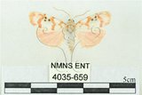 中文名:台雪苔蛾(4035-659)學名:Cyana formosana (Hampson, 1909)(4035-659)