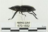 中文名:鹿角鍬形蟲(670-1552)學名:Rhaetulus crenatus crenatus Westwood, 1871(670-1552)