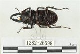 中文名:鹿角鍬形蟲(1282-26598)學名:Rhaetulus crenatus crenatus Westwood, 1871(1282-26598)