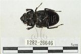 中文名:鹿角鍬形蟲(1282-26646)學名:Rhaetulus crenatus crenatus Westwood, 1871(1282-26646)