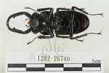 中文名:鹿角鍬形蟲(1282-26740)學名:Rhaetulus crenatus crenatus Westwood, 1871(1282-26740)