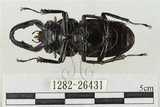 中文名:鹿角鍬形蟲(1282-26431)學名:Rhaetulus crenatus crenatus Westwood, 1871(1282-26431)